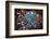 Details of star shaped plant, Oakland, Alameda County, California, USA-Panoramic Images-Framed Photographic Print