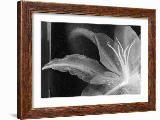 Detalle Flor X-Moises Levy-Framed Photographic Print