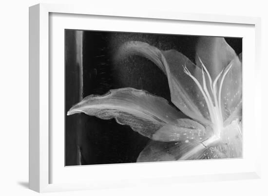 Detalle Flor X-Moises Levy-Framed Photographic Print