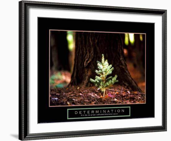 Determination: Little Pine--Framed Art Print