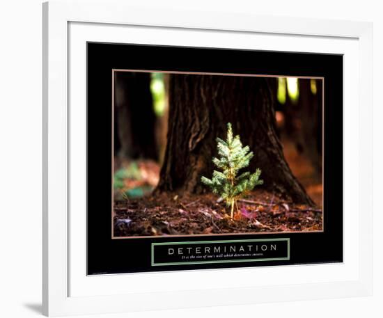 Determination: Little Pine--Framed Art Print