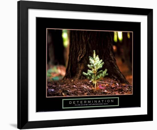 Determination: Little Pine--Framed Art Print