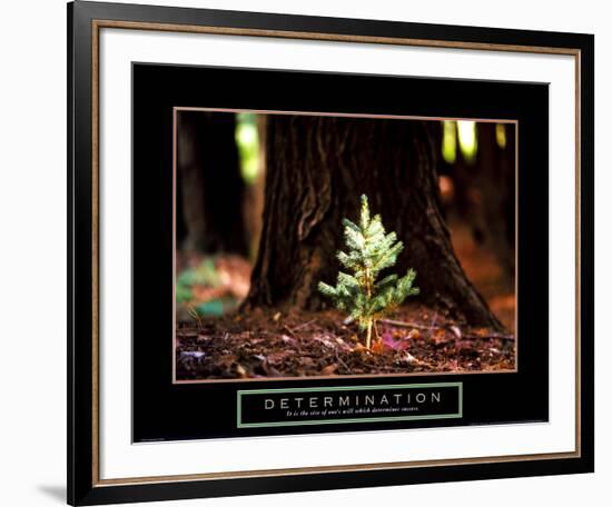 Determination: Little Pine--Framed Art Print