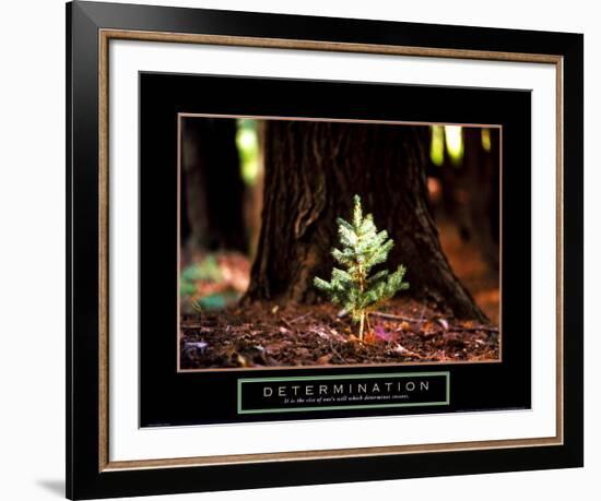 Determination: Little Pine-null-Framed Art Print