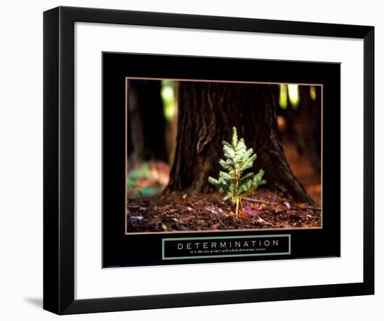 Determination: Little Pine-null-Framed Art Print