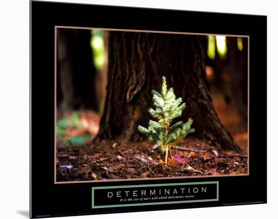 Determination: Little Pine-null-Mounted Art Print