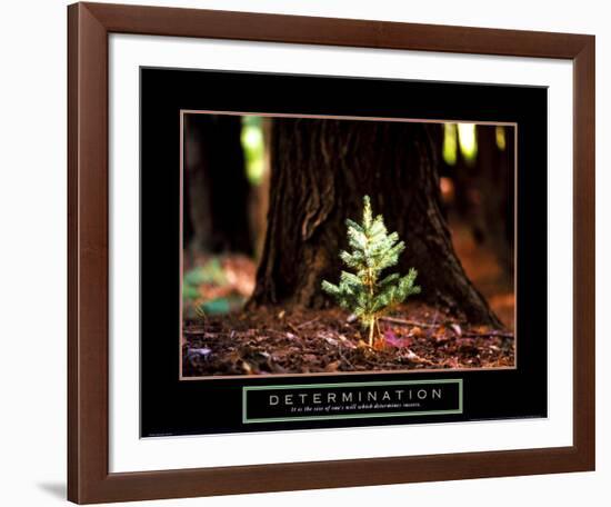 Determination: Little Pine-null-Framed Art Print