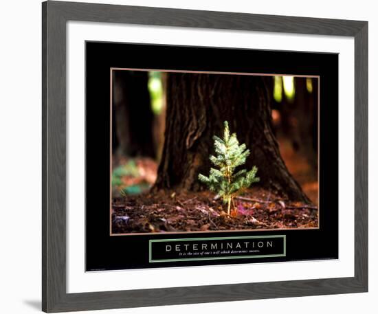 Determination: Little Pine-null-Framed Art Print