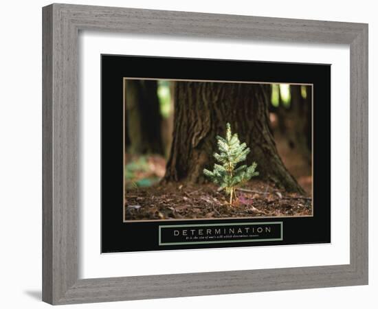 Determination - Little Pine-Unknown Unknown-Framed Photo