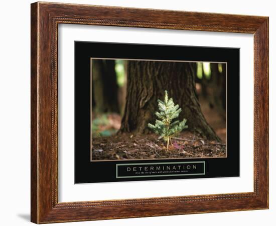 Determination - Little Pine-Unknown Unknown-Framed Photo