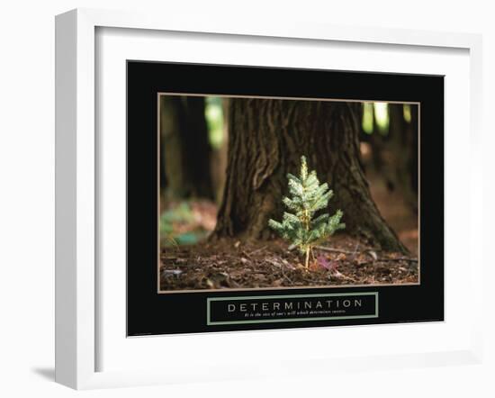 Determination - Little Pine-Unknown Unknown-Framed Photo