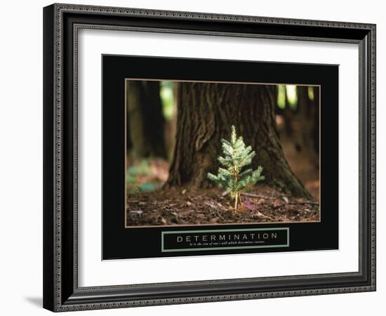 Determination - Little Pine-Unknown Unknown-Framed Photo