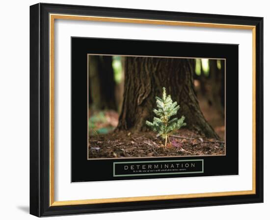 Determination - Little Pine-Unknown Unknown-Framed Photo