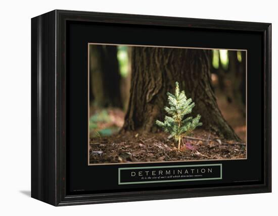 Determination - Little Pine-Unknown Unknown-Framed Stretched Canvas