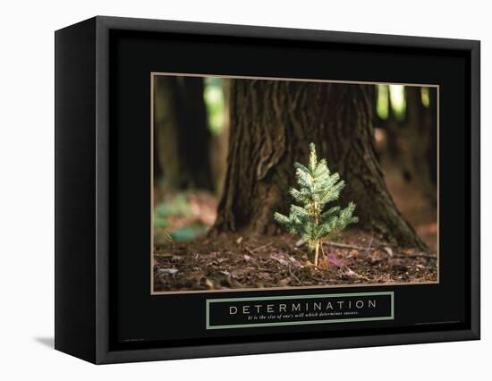 Determination - Little Pine-Unknown Unknown-Framed Stretched Canvas