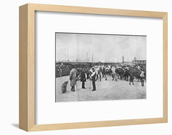 Detraining cattle, LNWR depot, York Road, London, c1903 (1903)-Unknown-Framed Photographic Print