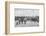 Detraining cattle, LNWR depot, York Road, London, c1903 (1903)-Unknown-Framed Photographic Print