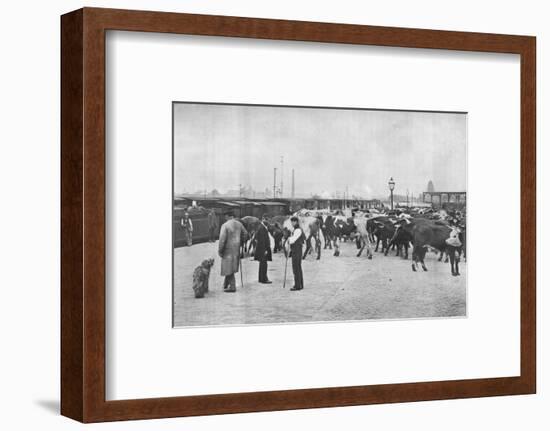 Detraining cattle, LNWR depot, York Road, London, c1903 (1903)-Unknown-Framed Photographic Print