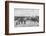 Detraining cattle, LNWR depot, York Road, London, c1903 (1903)-Unknown-Framed Photographic Print