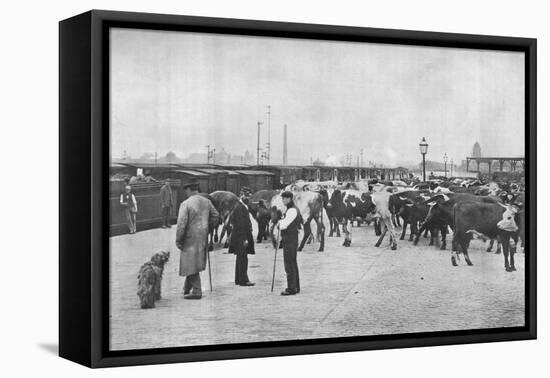 Detraining cattle, LNWR depot, York Road, London, c1903 (1903)-Unknown-Framed Premier Image Canvas