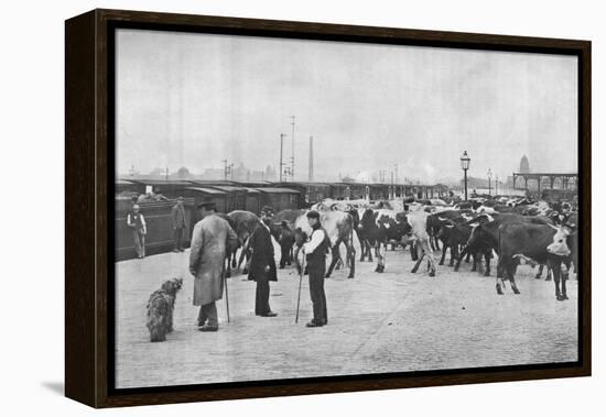 Detraining cattle, LNWR depot, York Road, London, c1903 (1903)-Unknown-Framed Premier Image Canvas