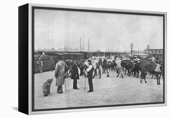 Detraining cattle, LNWR depot, York Road, London, c1903 (1903)-Unknown-Framed Premier Image Canvas
