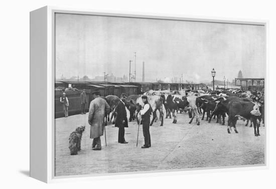 Detraining cattle, LNWR depot, York Road, London, c1903 (1903)-Unknown-Framed Premier Image Canvas