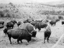 Roosevelt, king of herd, at bay, and Carrie Nation, dehorned, c.1907-Detroit Publishing Co.-Photographic Print