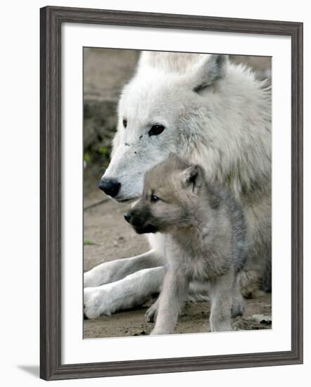 DEU BB Zoo Wolf-Fritz Reiss-Framed Photographic Print