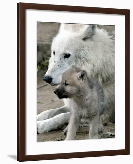 DEU BB Zoo Wolf-Fritz Reiss-Framed Photographic Print