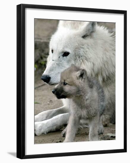 DEU BB Zoo Wolf-Fritz Reiss-Framed Photographic Print