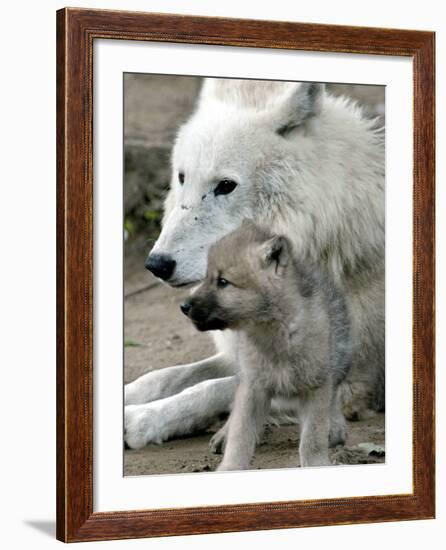 DEU BB Zoo Wolf-Fritz Reiss-Framed Photographic Print