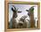 DEU BW Wetter Hirtenhund-Winfried Rothermel-Framed Premier Image Canvas