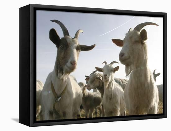 DEU BW Wetter Hirtenhund-Winfried Rothermel-Framed Premier Image Canvas