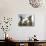 DEU BW Wetter Hirtenhund-Winfried Rothermel-Photographic Print displayed on a wall