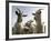 DEU BW Wetter Hirtenhund-Winfried Rothermel-Framed Photographic Print