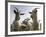 DEU BW Wetter Hirtenhund-Winfried Rothermel-Framed Photographic Print