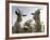 DEU BW Wetter Hirtenhund-Winfried Rothermel-Framed Photographic Print