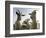 DEU BW Wetter Hirtenhund-Winfried Rothermel-Framed Photographic Print