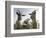 DEU BW Wetter Hirtenhund-Winfried Rothermel-Framed Photographic Print