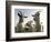 DEU BW Wetter Hirtenhund-Winfried Rothermel-Framed Photographic Print