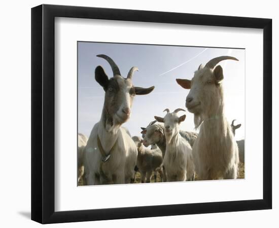 DEU BW Wetter Hirtenhund-Winfried Rothermel-Framed Photographic Print