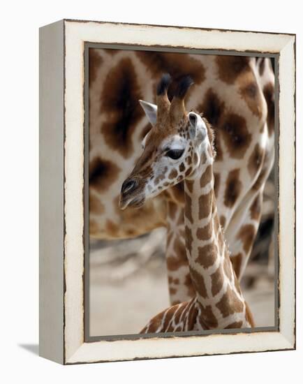 DEU Giraffenbaby-Kai-uwe Knoth-Framed Premier Image Canvas