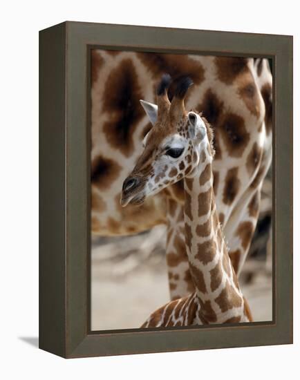 DEU Giraffenbaby-Kai-uwe Knoth-Framed Premier Image Canvas