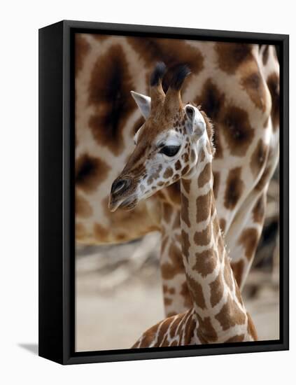 DEU Giraffenbaby-Kai-uwe Knoth-Framed Premier Image Canvas