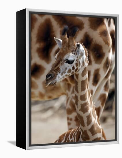 DEU Giraffenbaby-Kai-uwe Knoth-Framed Premier Image Canvas