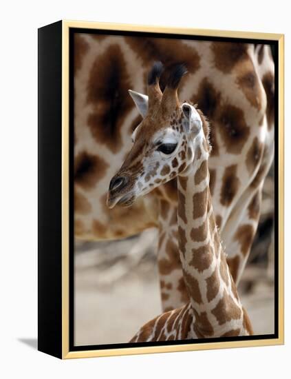 DEU Giraffenbaby-Kai-uwe Knoth-Framed Premier Image Canvas