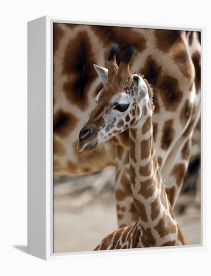 DEU Giraffenbaby-Kai-uwe Knoth-Framed Premier Image Canvas