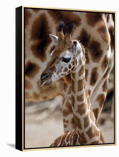 DEU Giraffenbaby-Kai-uwe Knoth-Framed Premier Image Canvas