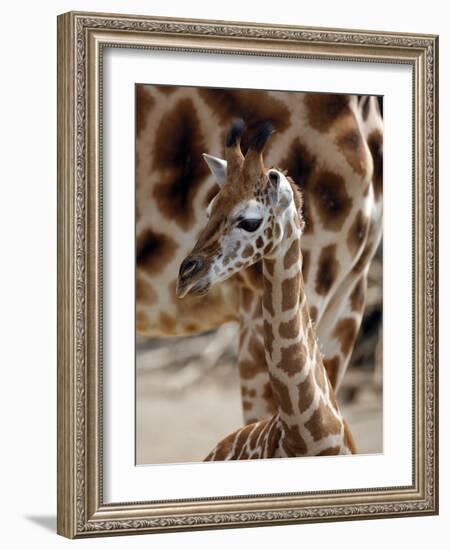 DEU Giraffenbaby-Kai-uwe Knoth-Framed Photographic Print